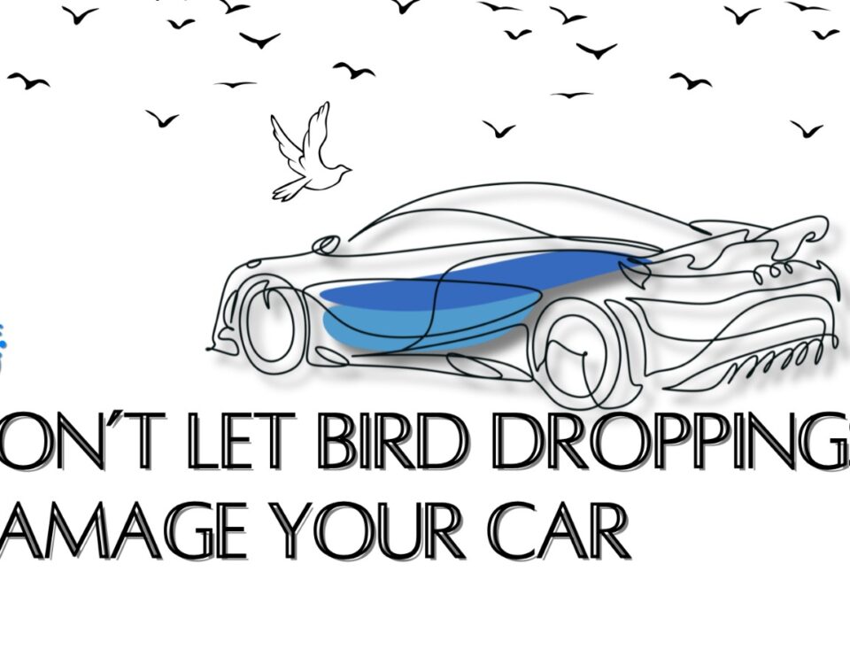 How to Clean Bird Poop